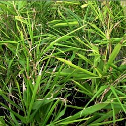 Bamboo Chimono. quadra. Tatejima